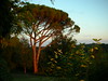 Katherine Copley > The sunset made this beautiful colour on the tree