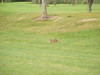 Katherine Copley > Lady Captain's Day 22nd September 2007 photo