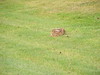 Katherine Copley > Lady Captain's Day 22nd September 2007 photo