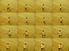 Katherine Copley > Squash photo