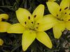 Katherine Copley > Flowers photo