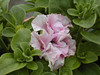 Katherine Copley > Flowers photo