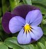 Katherine Copley > Flowers photo