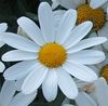 Katherine Copley > Flowers photo