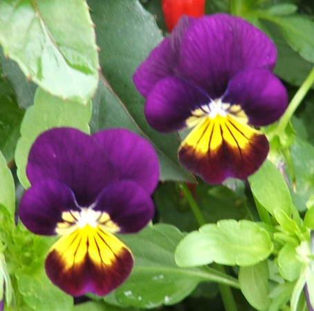 Katherine Copley > Flowers photo