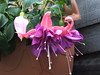 Katherine Copley > Flowers photo