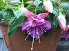 Katherine Copley > Flowers photo