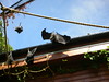 Katherine Copley > Bristol Zoo July 2006 photo