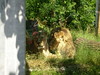 Bristol Zoo July 2006 : 