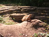 Katherine Copley > Bristol Zoo July 2006 photo
